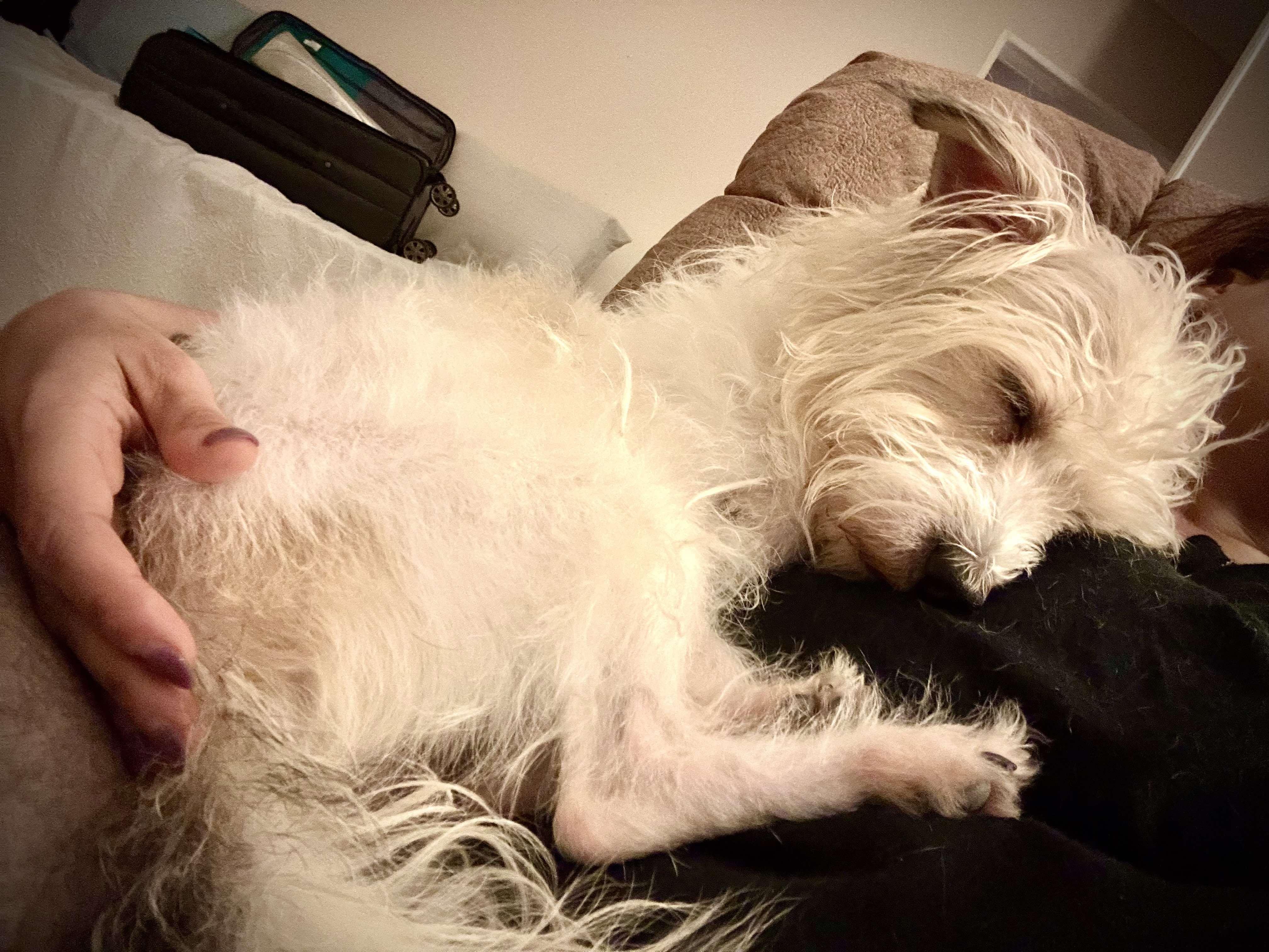 King, a Adoptable Fox Terrier in Waldorf, MD image 3/6