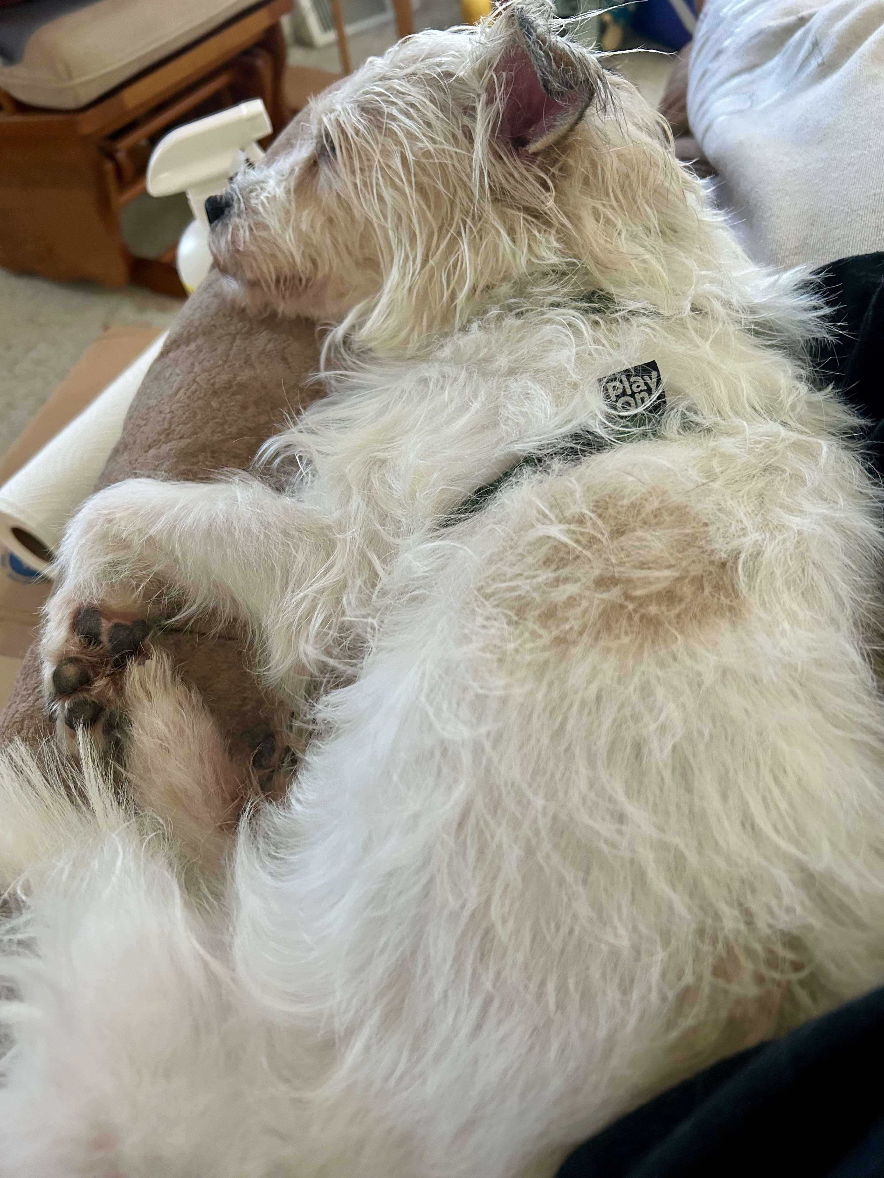 King, a Adoptable Fox Terrier in Waldorf, MD image 4/6