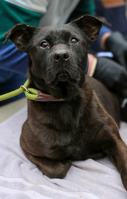 26-32 Outside Sweets, Adoptable, Senior Female Labrador Retriever & Mixed Breed.