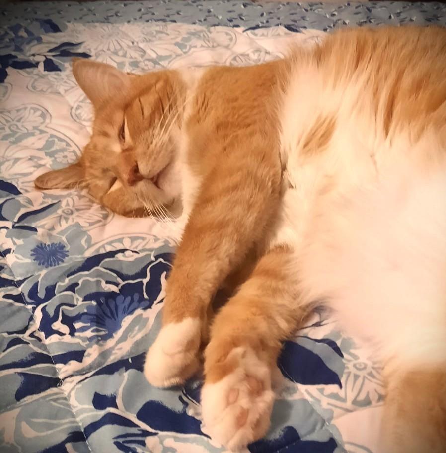 Enlarge Elizabeth, a ADOPTABLE Domestic Short Hair in Mankato, MN image 4/6