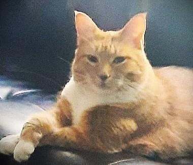 Enlarge Elizabeth, a ADOPTABLE Domestic Short Hair in Mankato, MN image 3/6