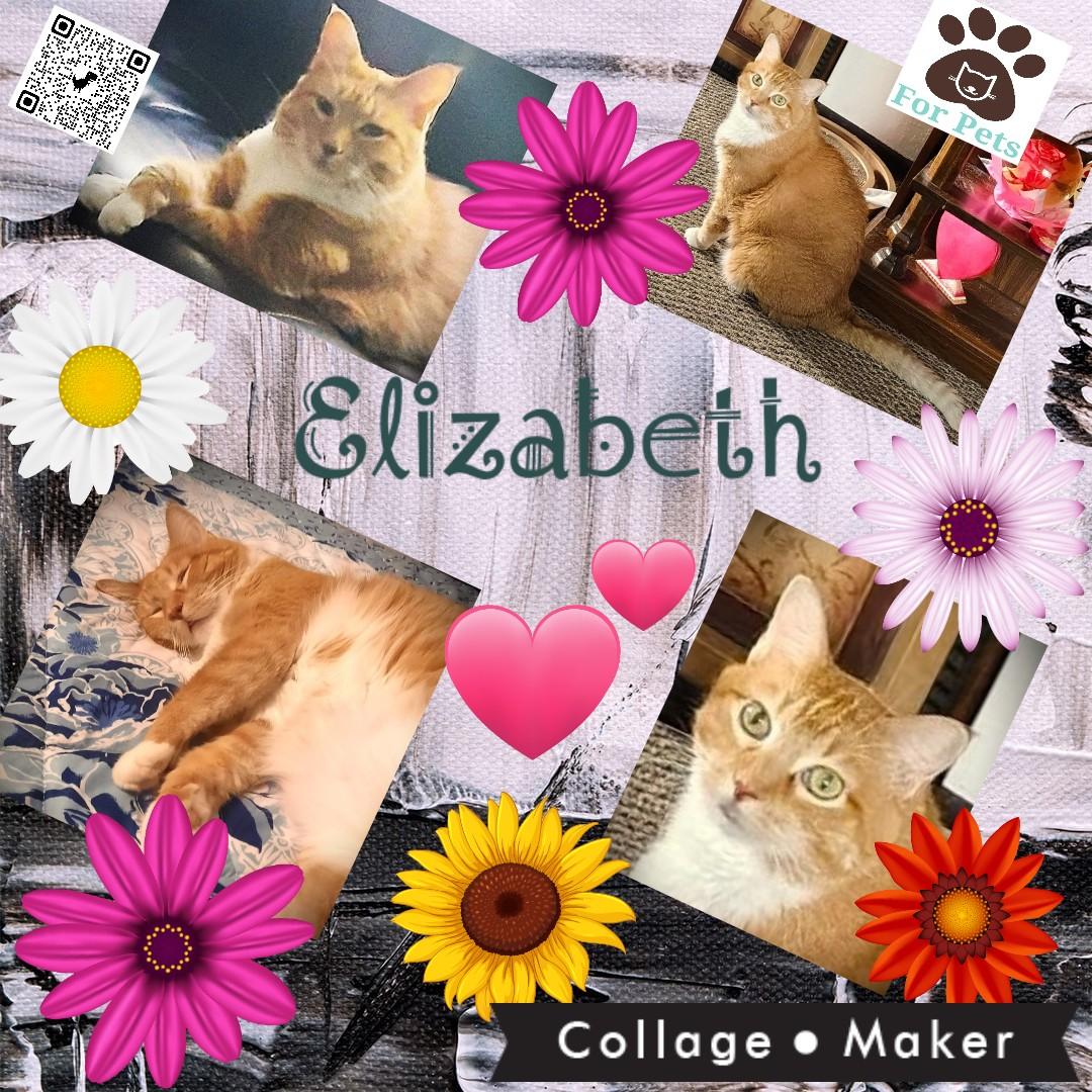 Enlarge Elizabeth, a ADOPTABLE Domestic Short Hair in Mankato, MN image 2/6