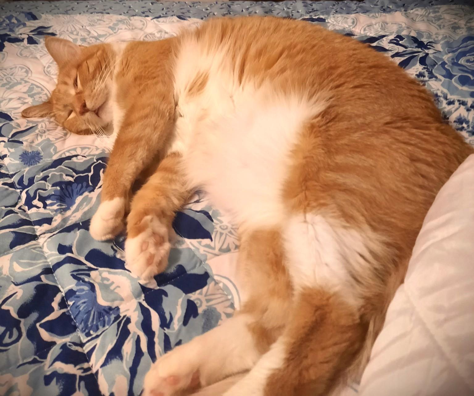 Enlarge Elizabeth, a ADOPTABLE Domestic Short Hair in Mankato, MN image 5/6