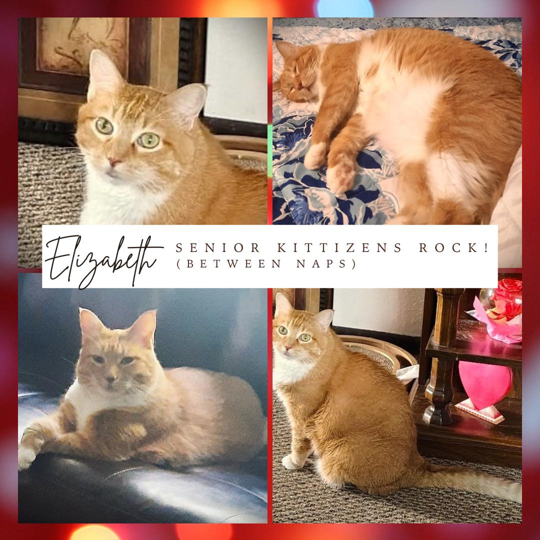 Enlarge Elizabeth, a ADOPTABLE Domestic Short Hair in Mankato, MN image 6/6