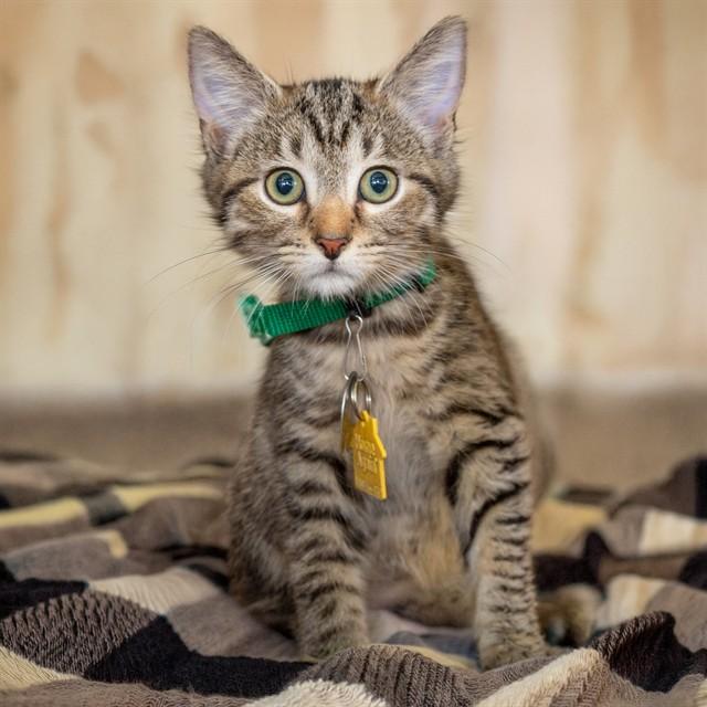 Enlarge PLANKTON, a Adoptable Domestic Short Hair in St. Louis, MO image 1/1