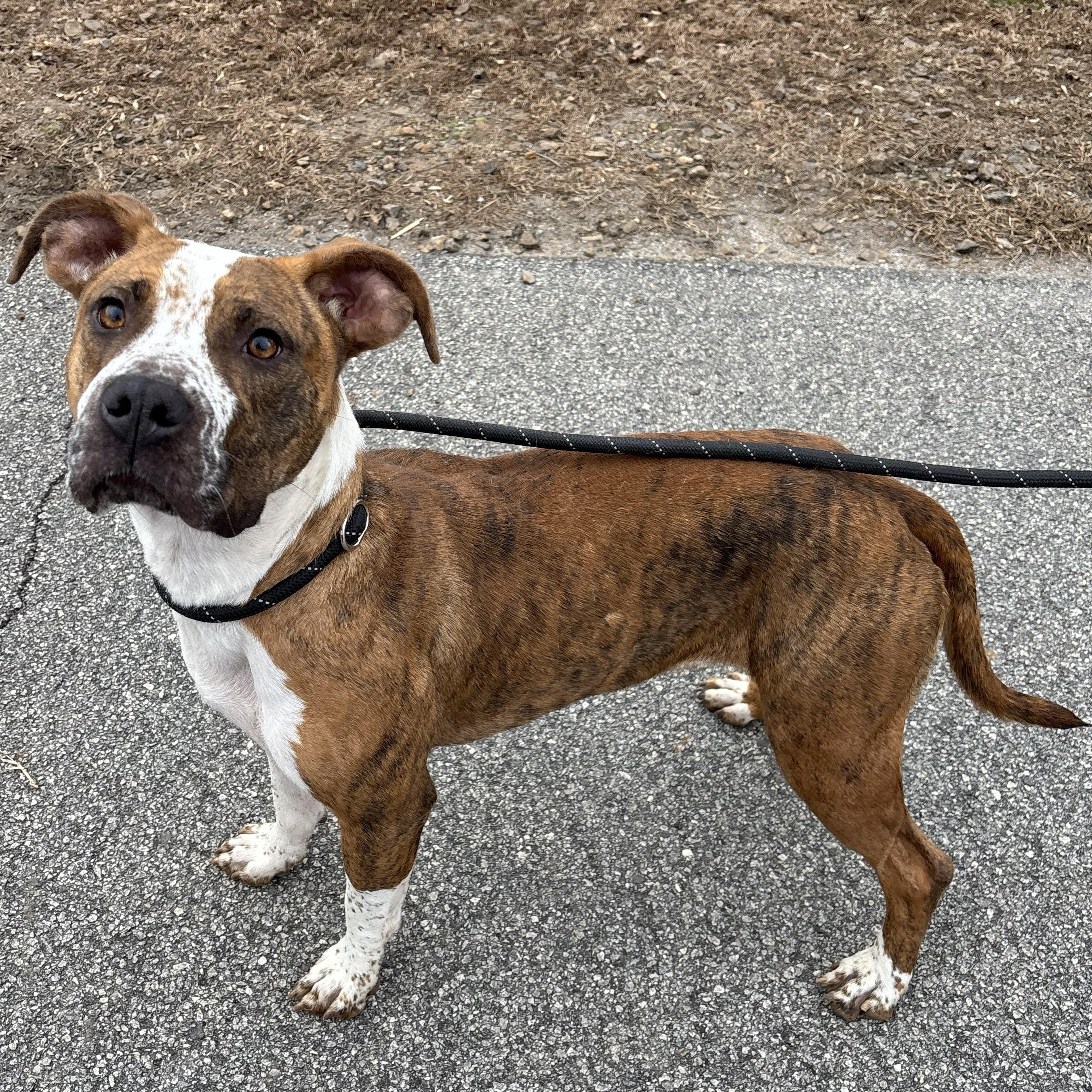 Enlarge Luna, a ADOPTABLE mixed breed in Franklin, NC image 3/6