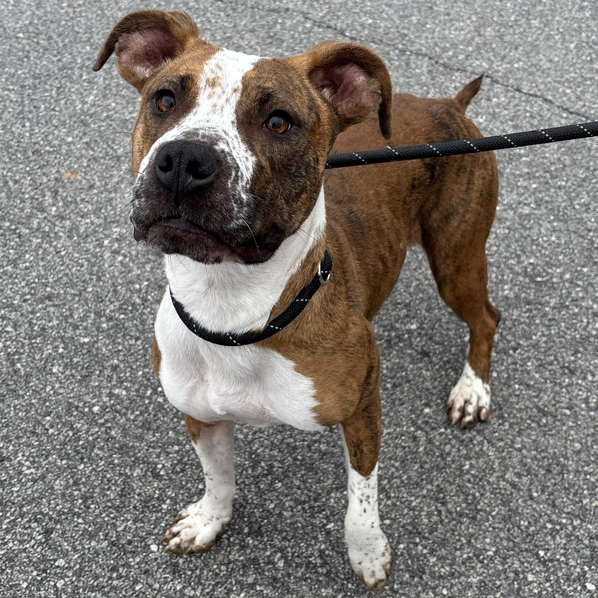 Enlarge Luna, a ADOPTABLE mixed breed in Franklin, NC image 6/6