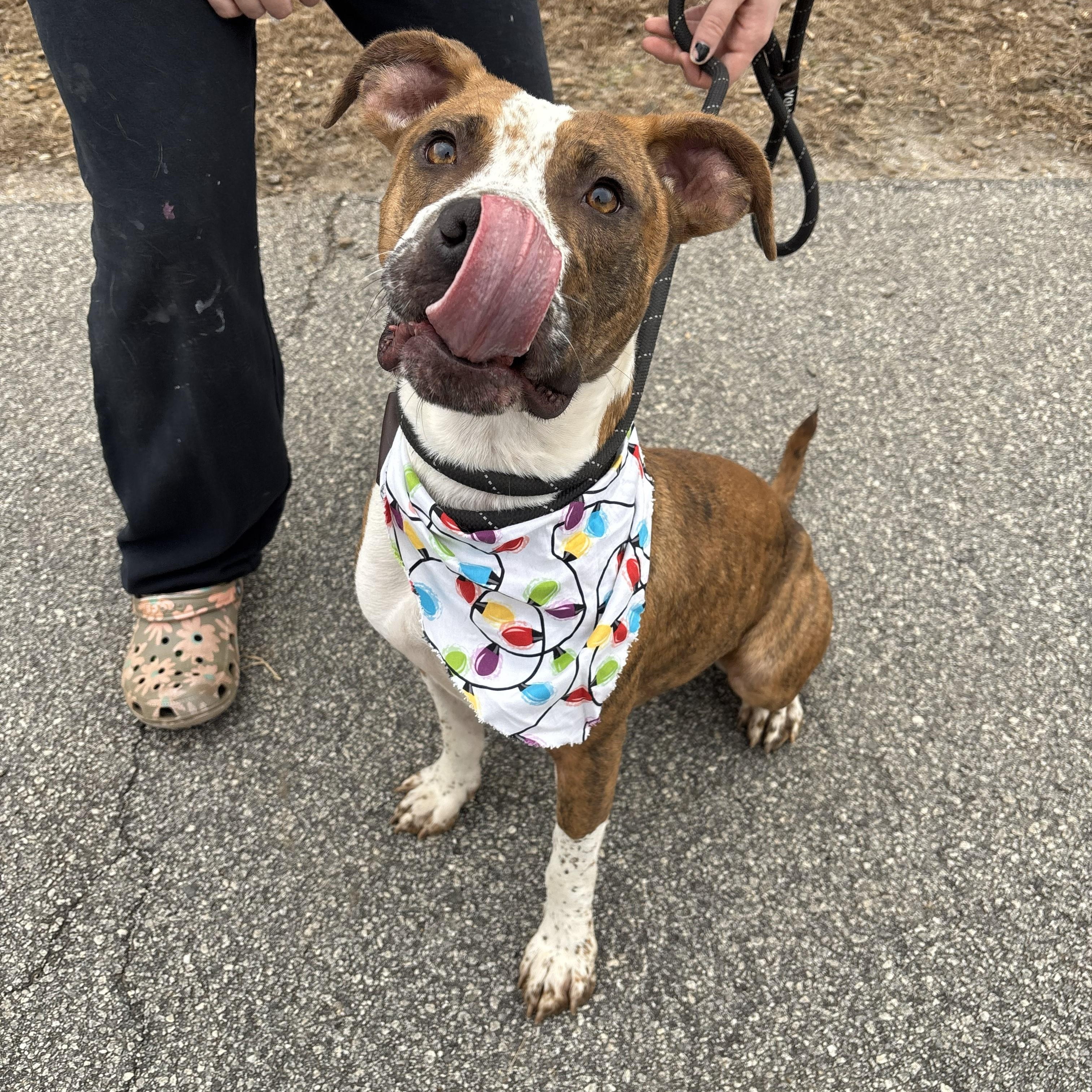 Luna, ADOPTABLE, Young Female American Staffordshire Terrier.