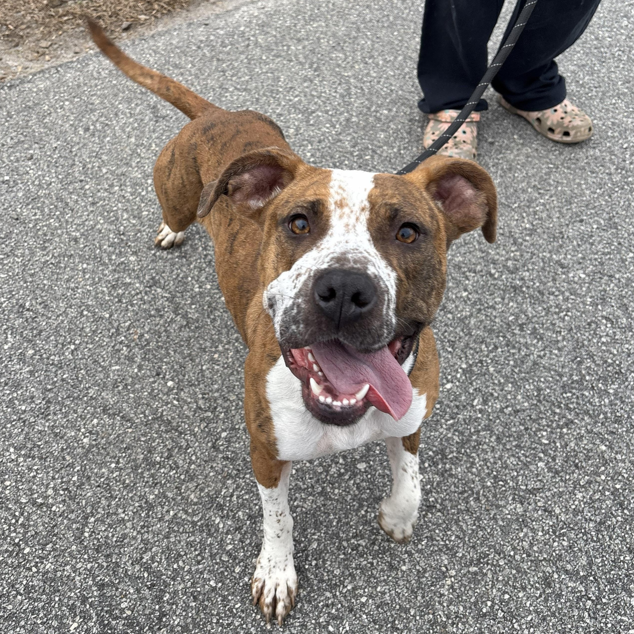 Enlarge Luna, a ADOPTABLE mixed breed in Franklin, NC image 4/6