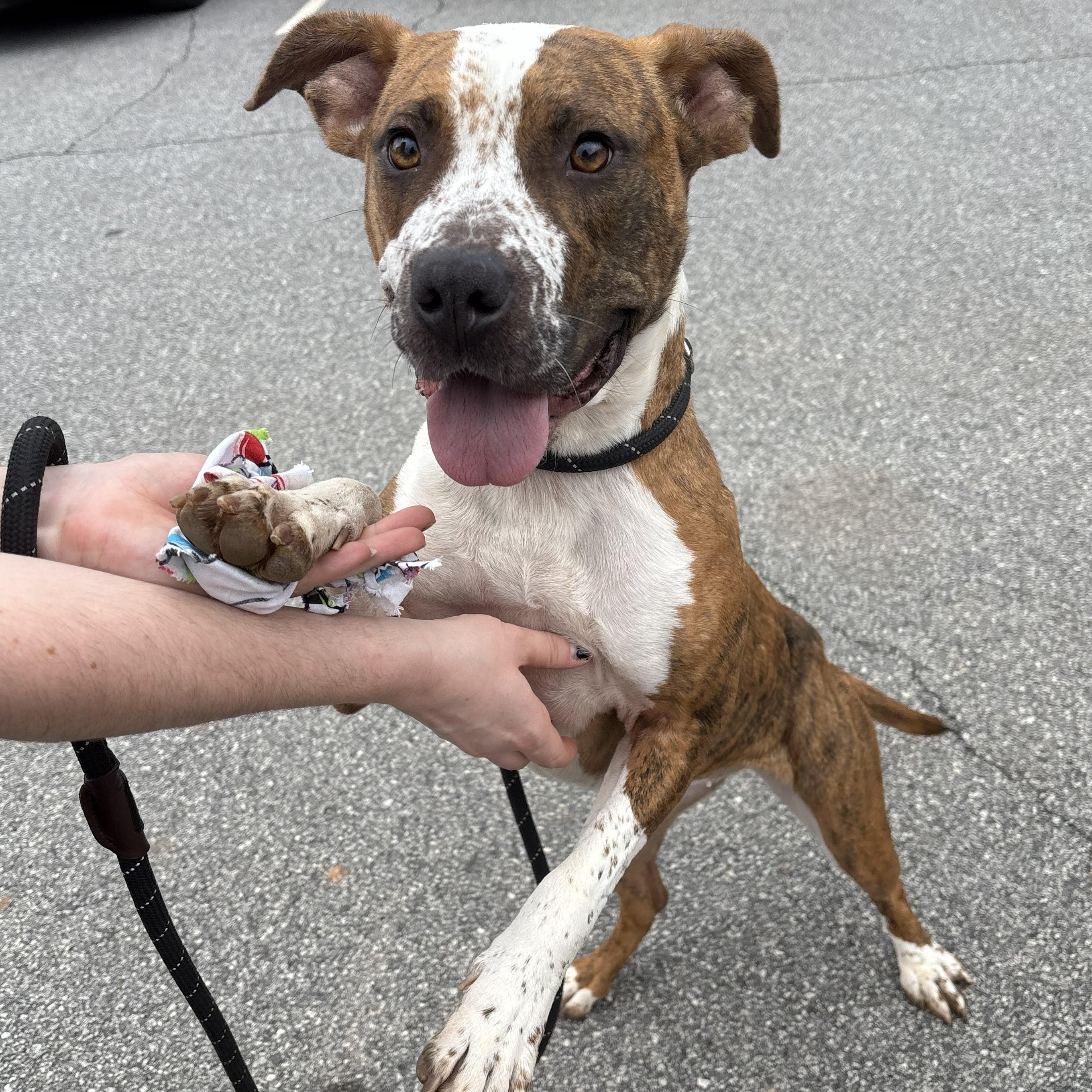 Enlarge Luna, a ADOPTABLE mixed breed in Franklin, NC image 2/6