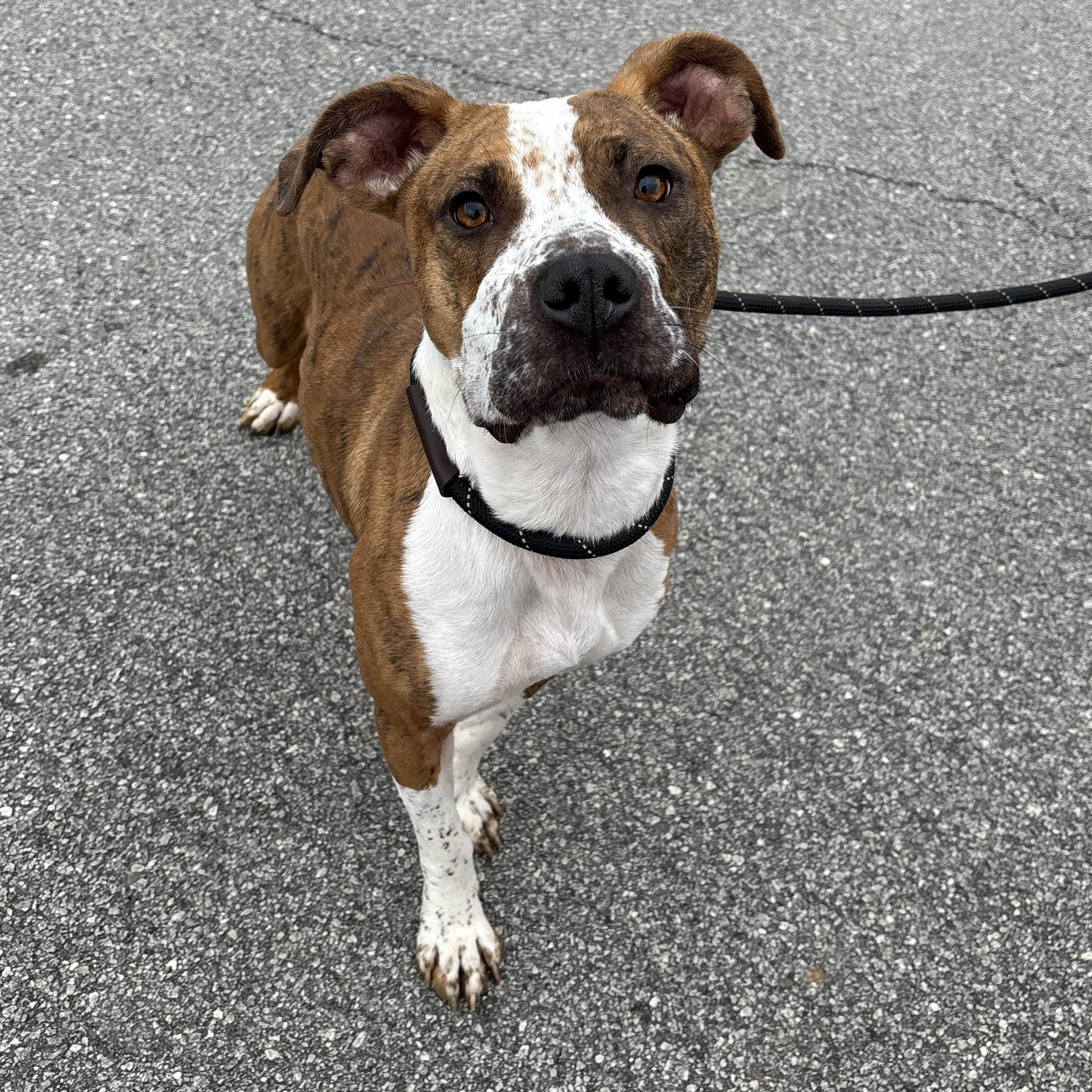 Enlarge Luna, a ADOPTABLE mixed breed in Franklin, NC image 5/6