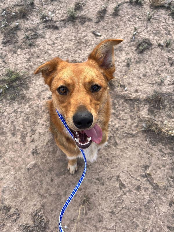 Enlarge Lola, a Adoptable mixed breed in Midland, TX image 2/6