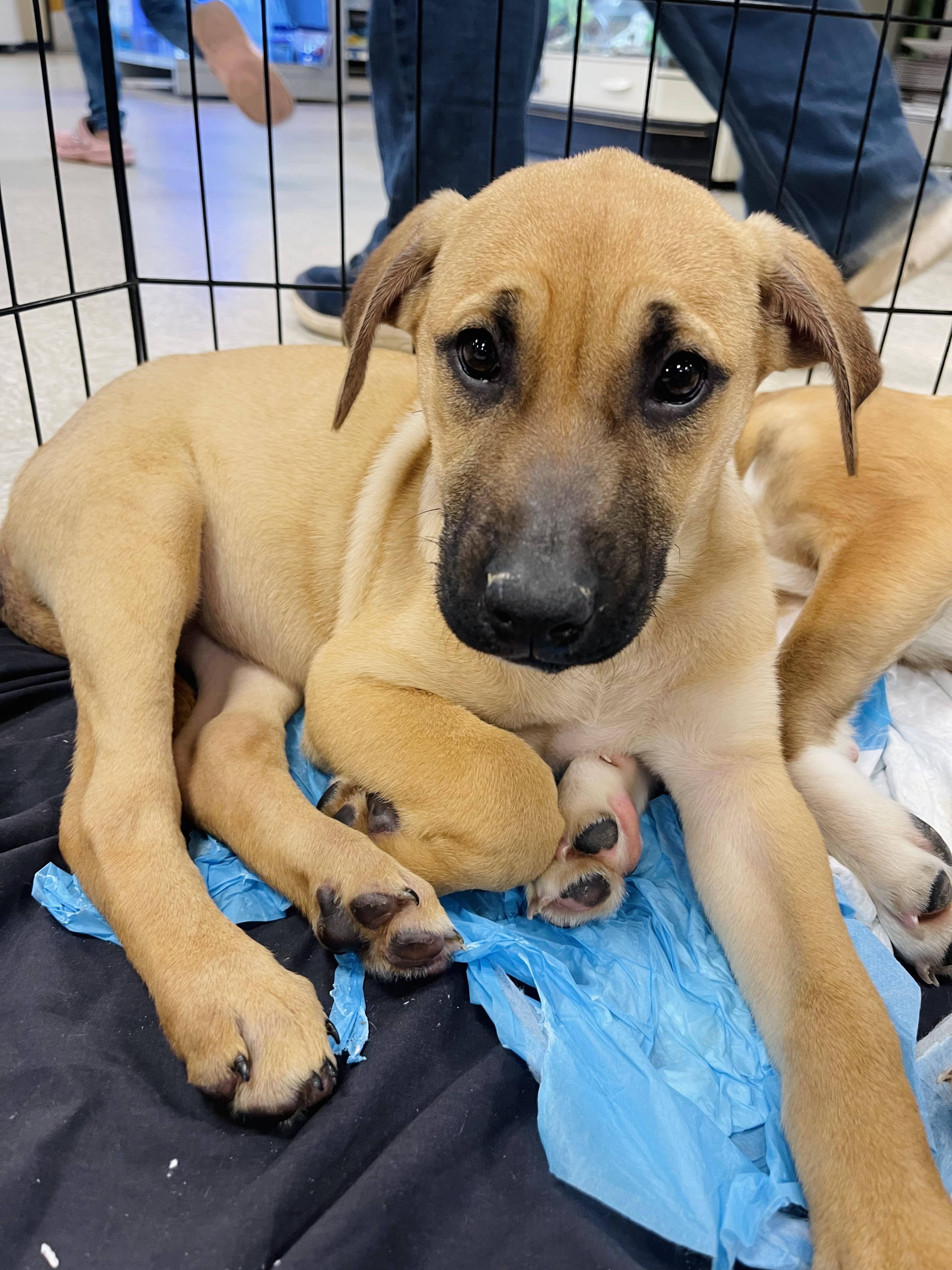 Bubbles, ADOPTABLE, Puppy Female Labrador Retriever & Boxer.