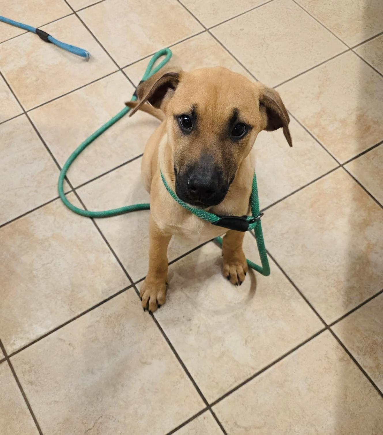 Bubbles, ADOPTABLE, Puppy Female Black Mouth Cur & Boxer.