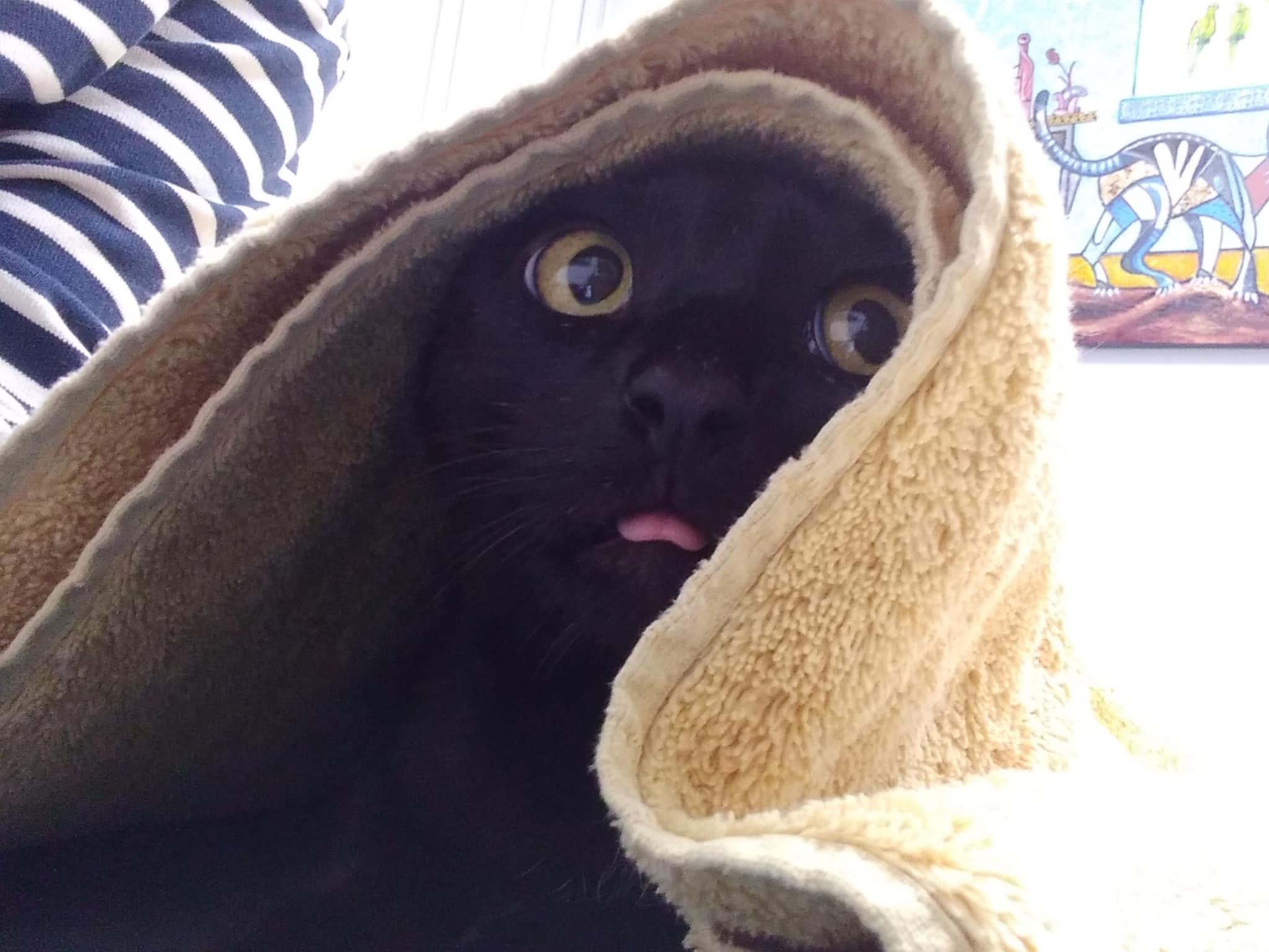 Kleo