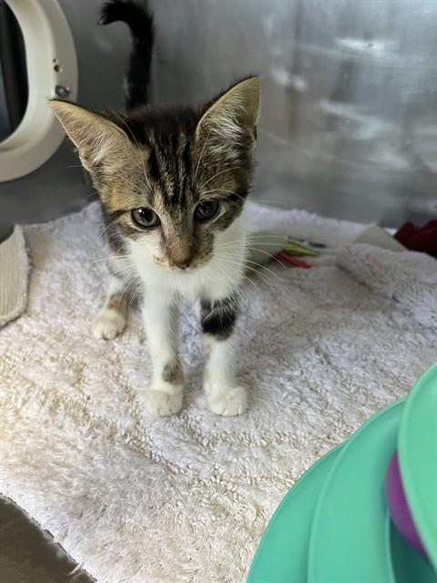Pebbles A061214, Adoptable, Kitten Female Domestic Short Hair.