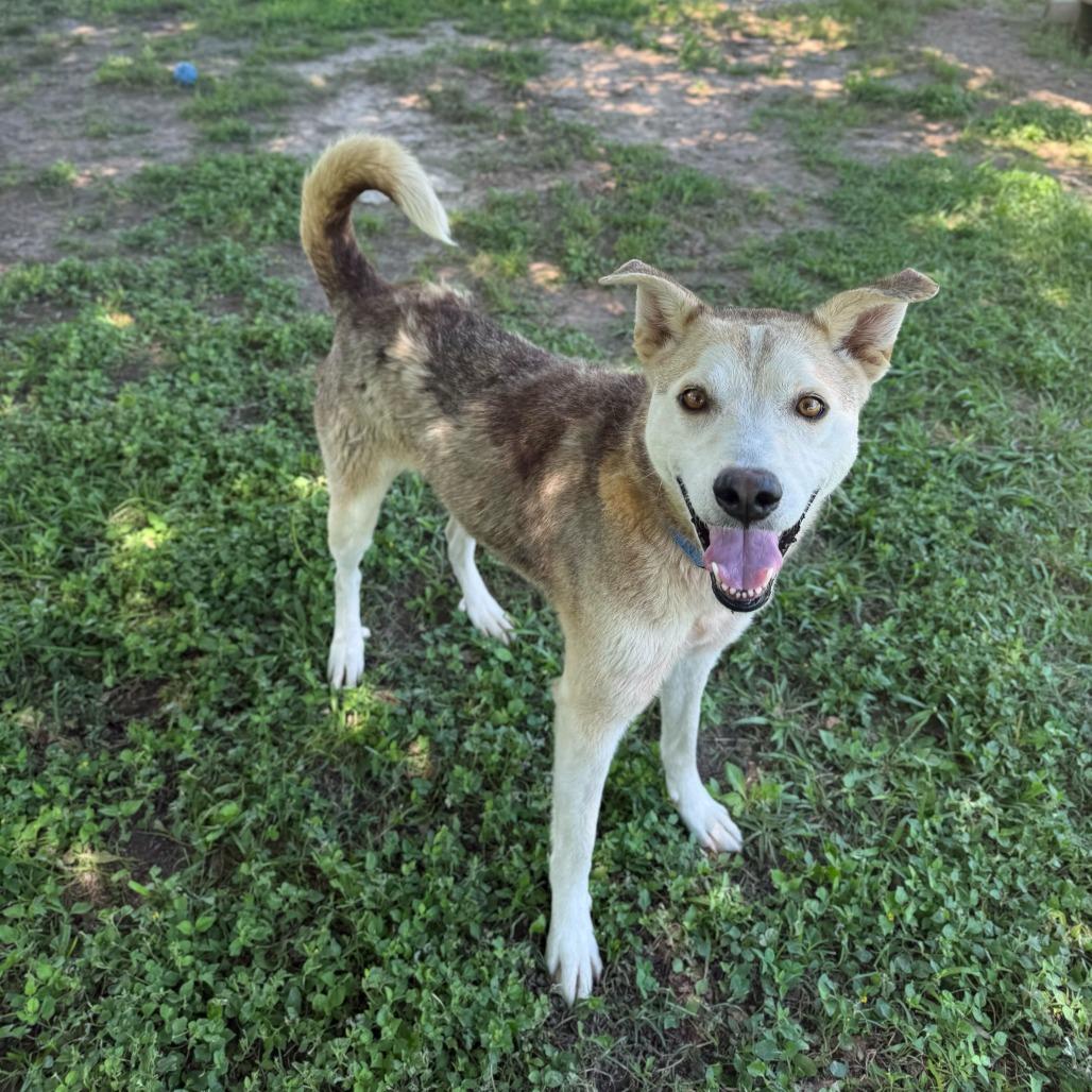Enlarge Otter, a Adoptable mixed breed in Carencro, LA image 1/6