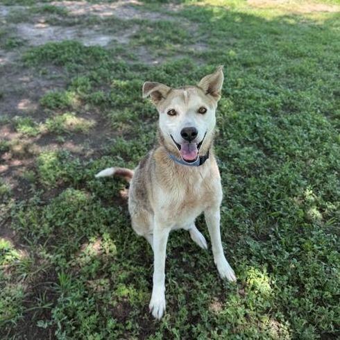 Enlarge Otter, a Adoptable mixed breed in Carencro, LA image 2/6