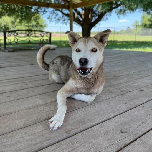 Enlarge Otter, a Adoptable mixed breed in Carencro, LA image 3/6
