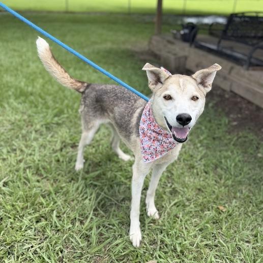 Enlarge Otter, a Adoptable mixed breed in Carencro, LA image 4/6