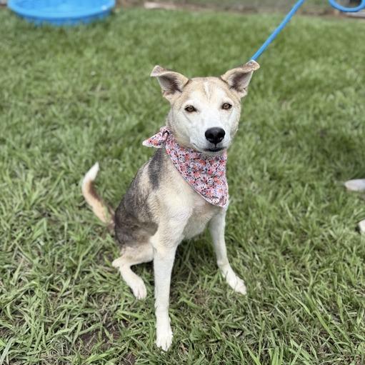 Enlarge Otter, a Adoptable mixed breed in Carencro, LA image 5/6