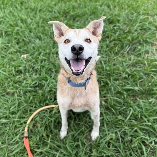 Enlarge Otter, a Adoptable mixed breed in Carencro, LA image 6/6