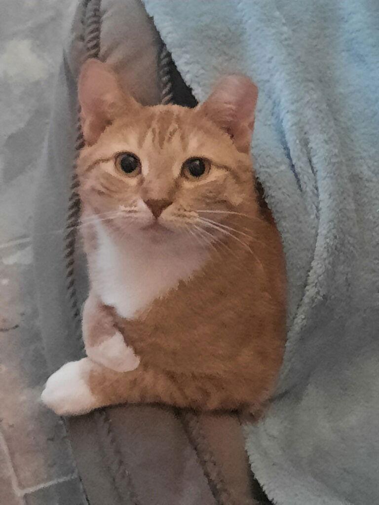 Chilada — thumbnail 2