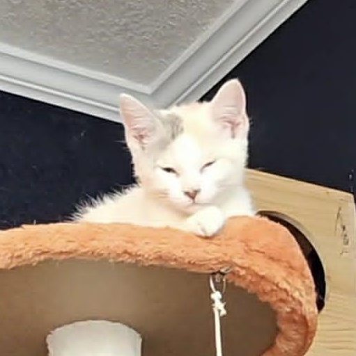 Enlarge Tot (aka Watercolor), a Adoptable Domestic Short Hair in Lacey, WA image 2/3
