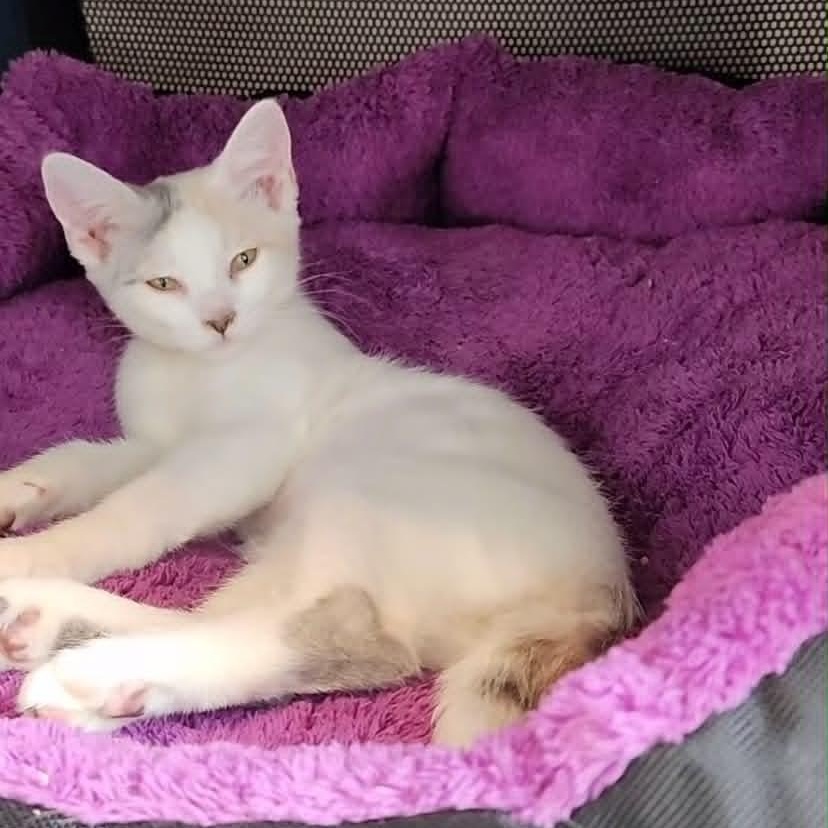 Tot (aka Watercolor), Adoptable, Kitten Female Domestic Short Hair.