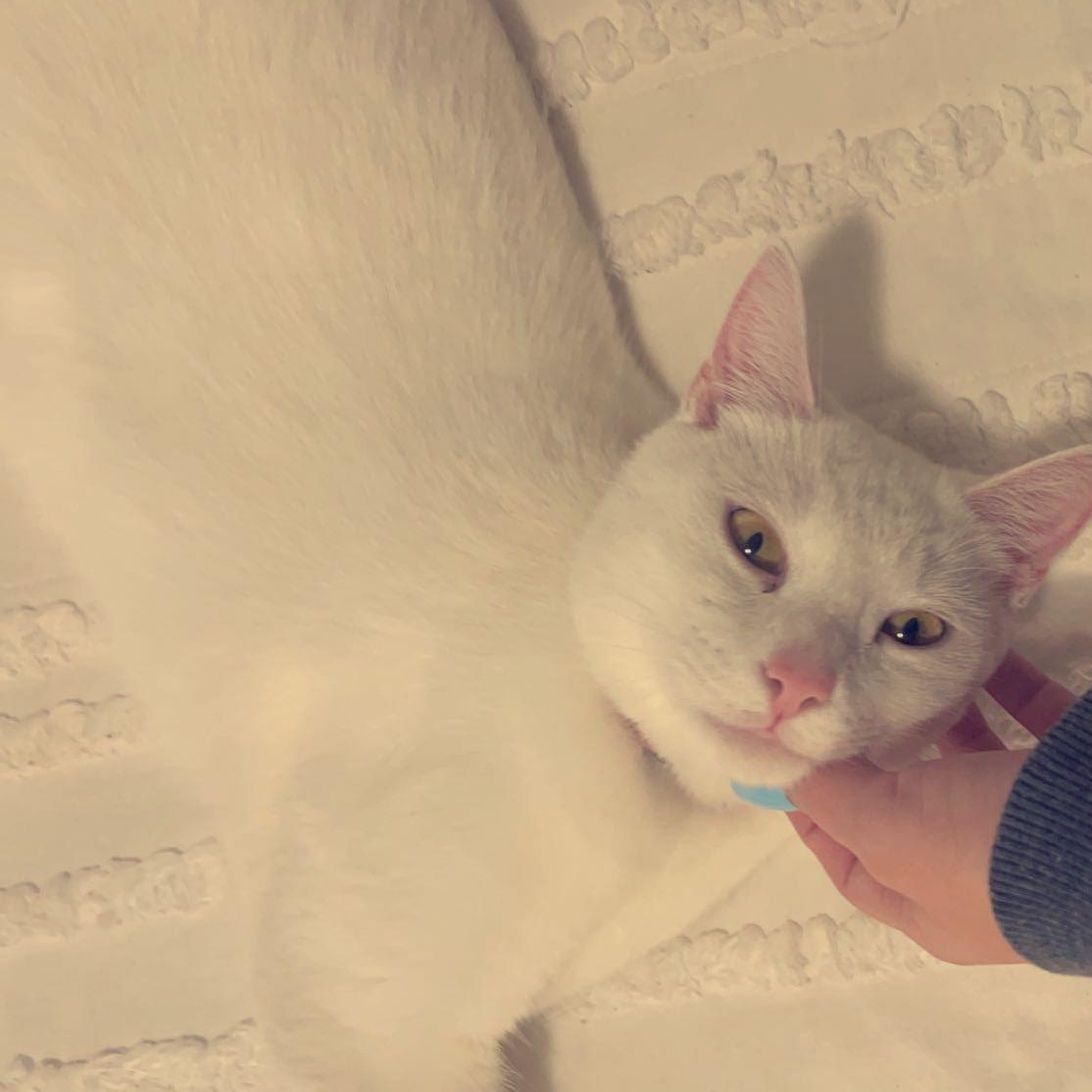Enlarge Zuri (little white shadow), a Adoptable Domestic Short Hair in Atlanta, GA image 2/6