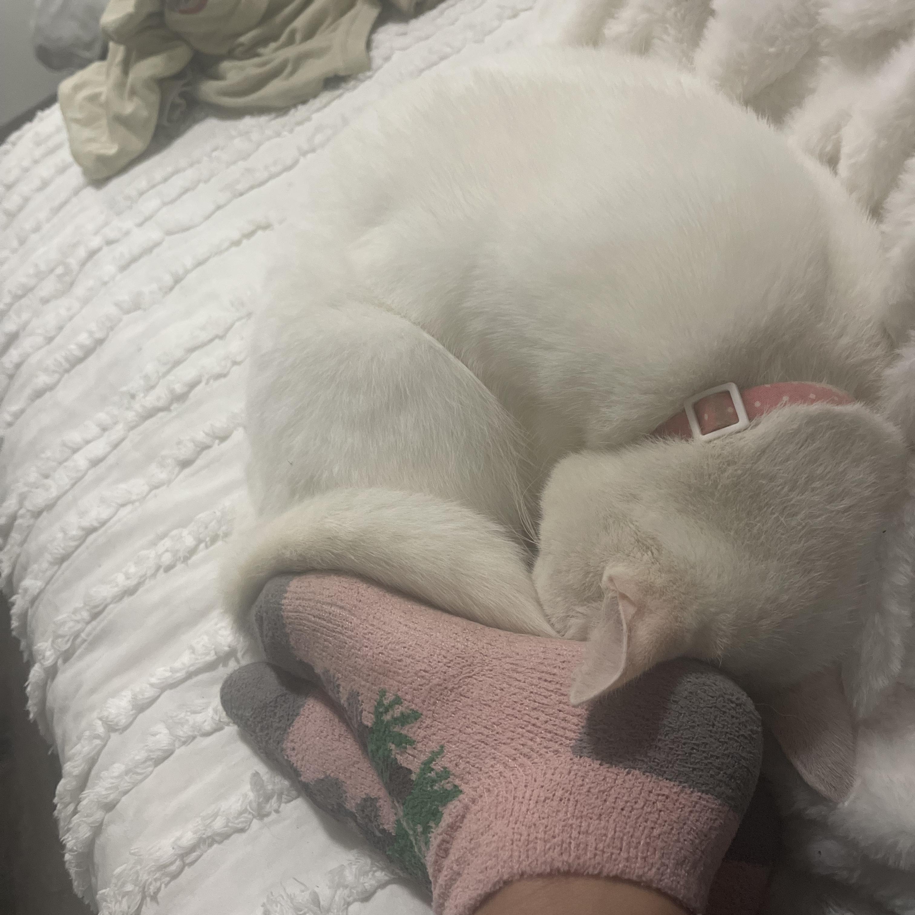 Enlarge Zuri (little white shadow), a Adoptable Domestic Short Hair in Atlanta, GA image 6/6