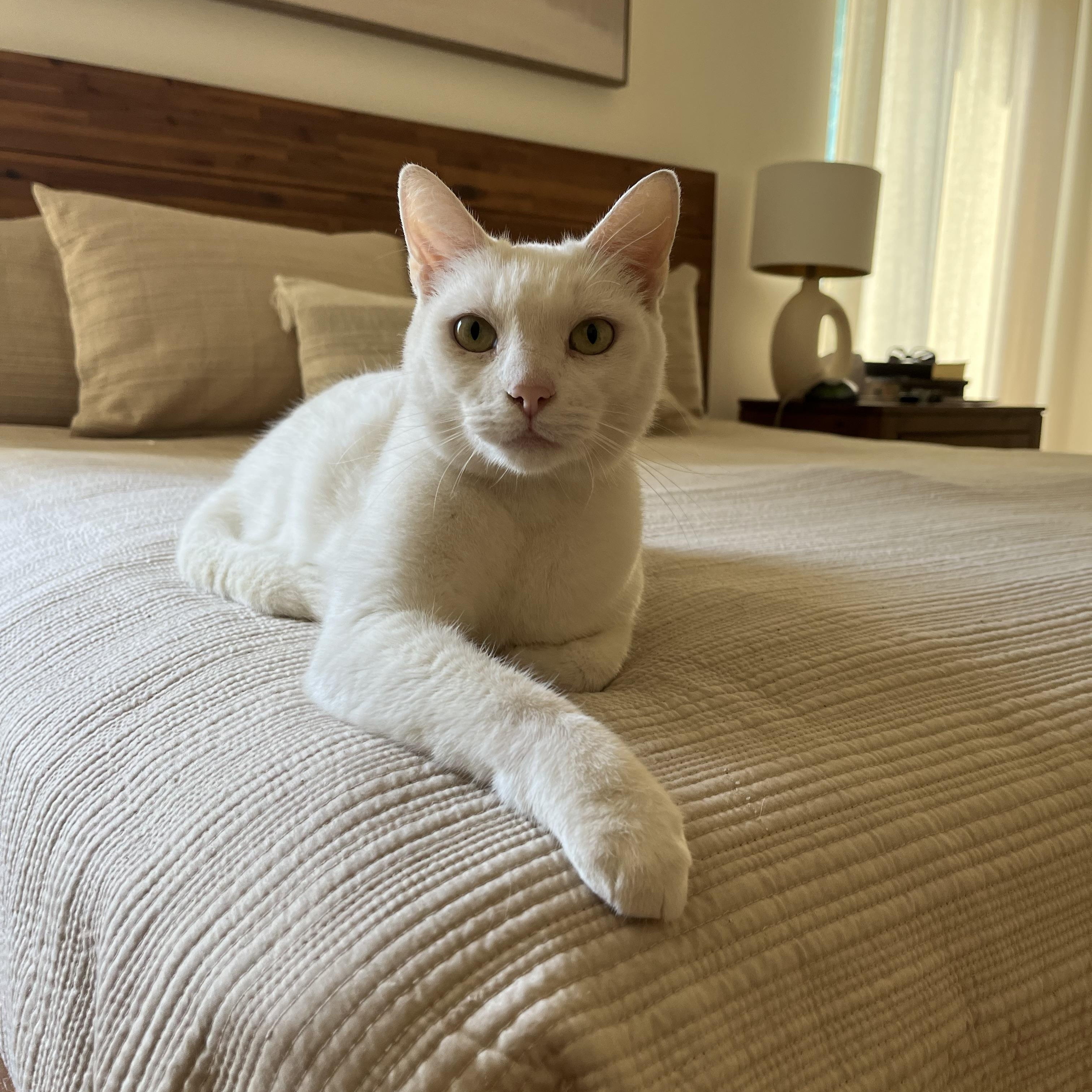 Zuri (little white shadow), Adoptable, Adult Female Domestic Short Hair.
