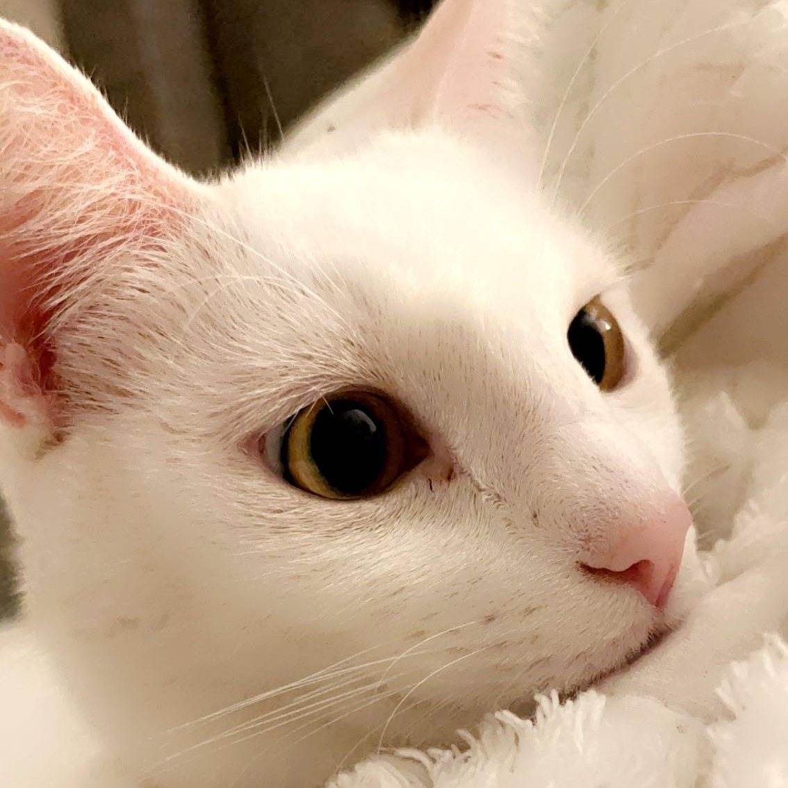 Enlarge Zuri (little white shadow), a Adoptable Domestic Short Hair in Atlanta, GA image 3/6