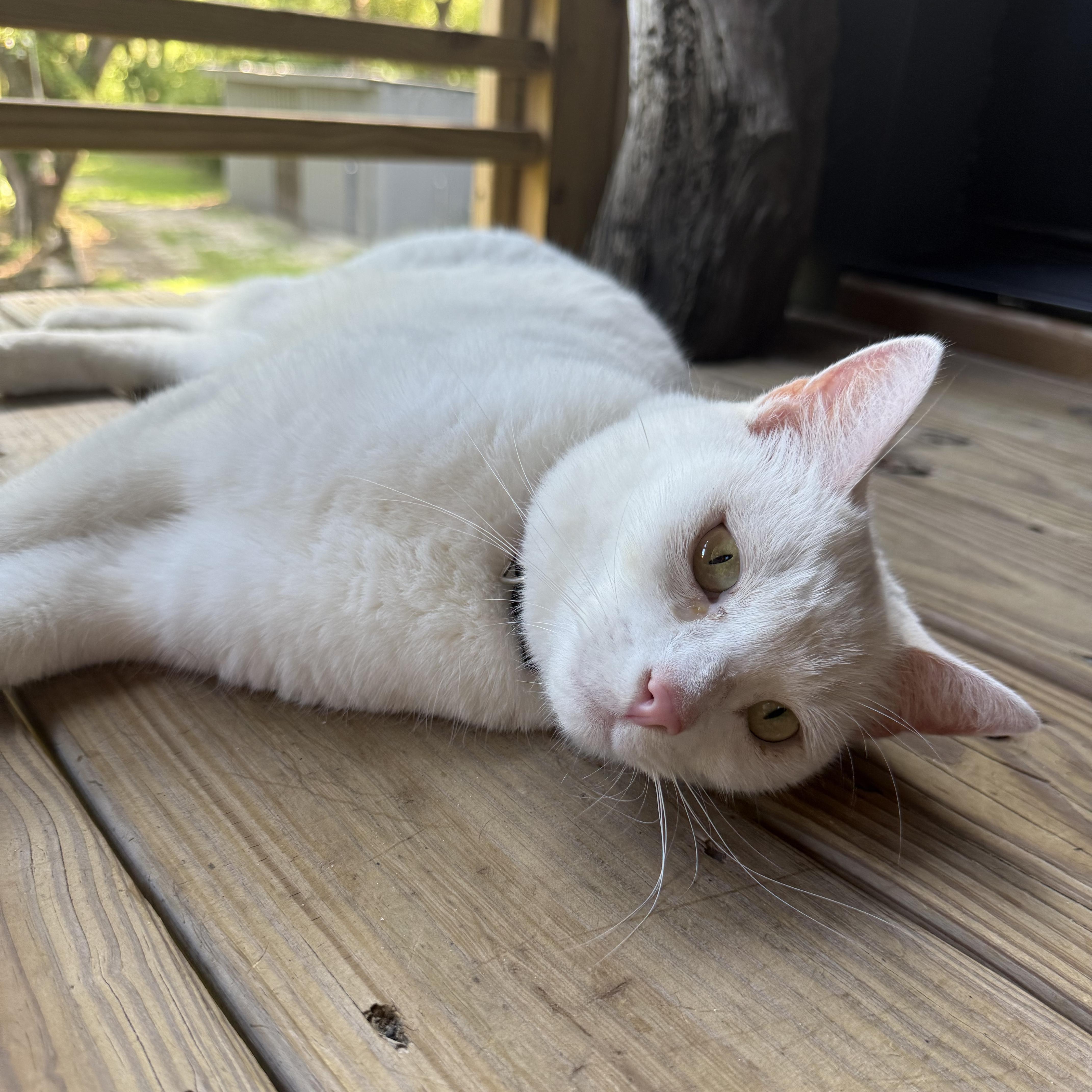 Enlarge Zuri (little white shadow), a Adoptable Domestic Short Hair in Atlanta, GA image 5/6
