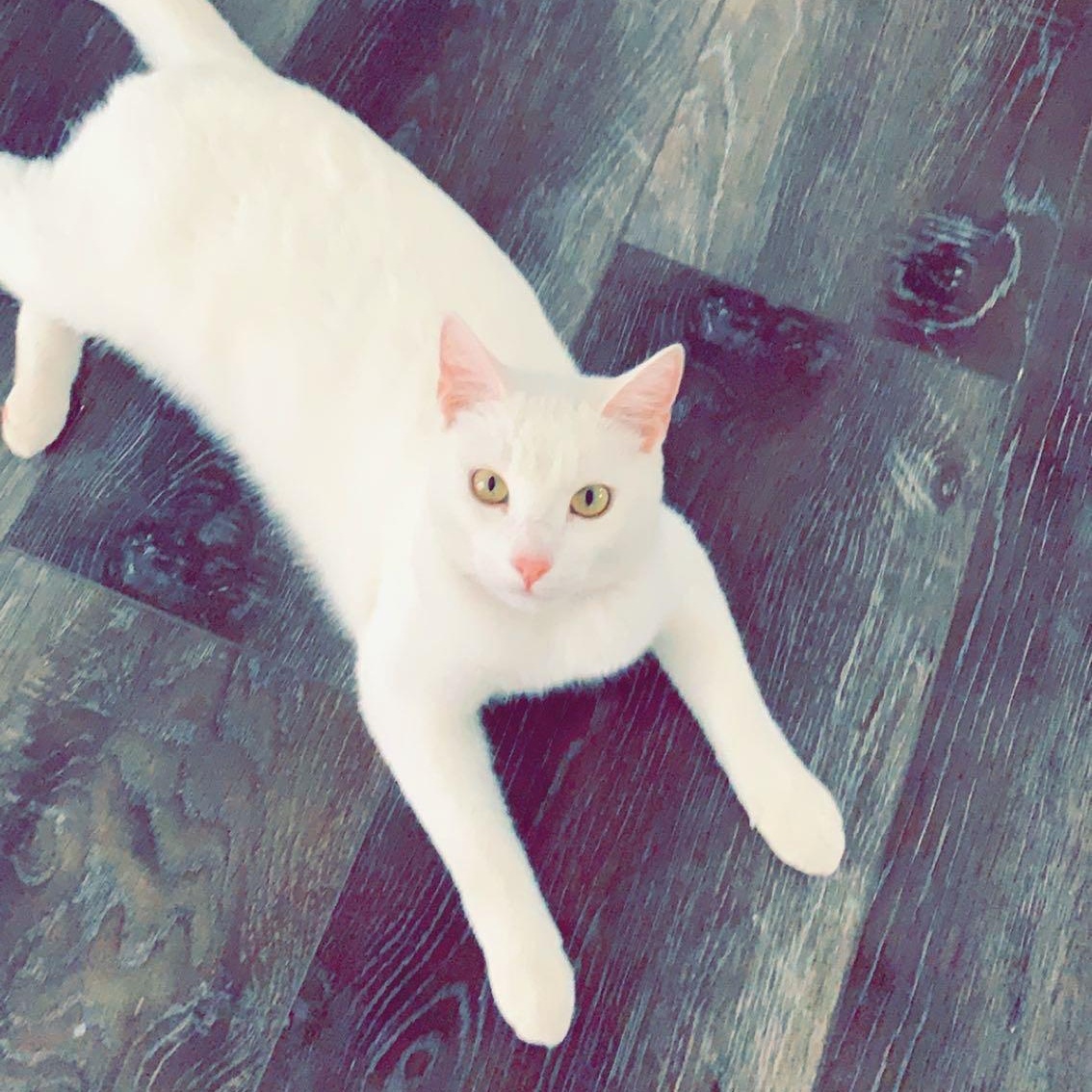 Enlarge Zuri (little white shadow), a Adoptable Domestic Short Hair in Atlanta, GA image 4/6
