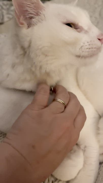 Enlarge Zuri (little white shadow), a Adoptable Domestic Short Hair in Atlanta, GA video 6/6