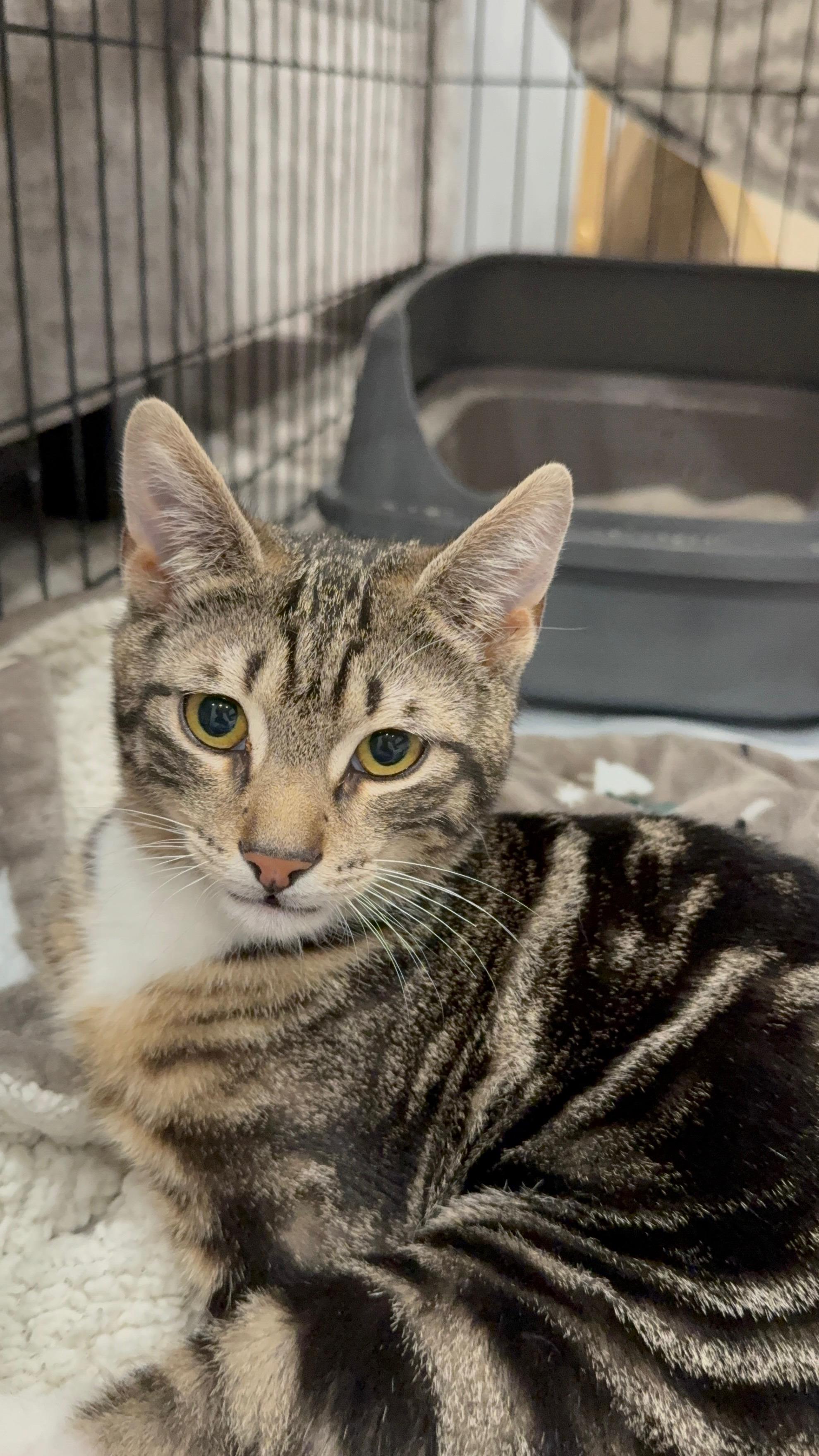 Enlarge Tygra, a ADOPTABLE Domestic Short Hair in South Ozone Park, NY image 3/4