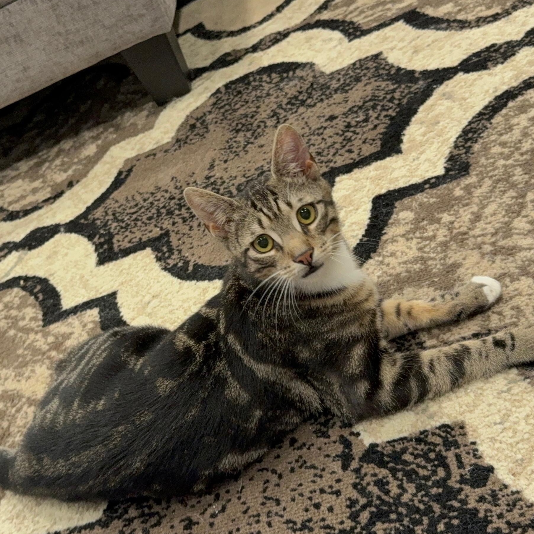 Enlarge Tygra, a ADOPTABLE Domestic Short Hair in South Ozone Park, NY image 2/6