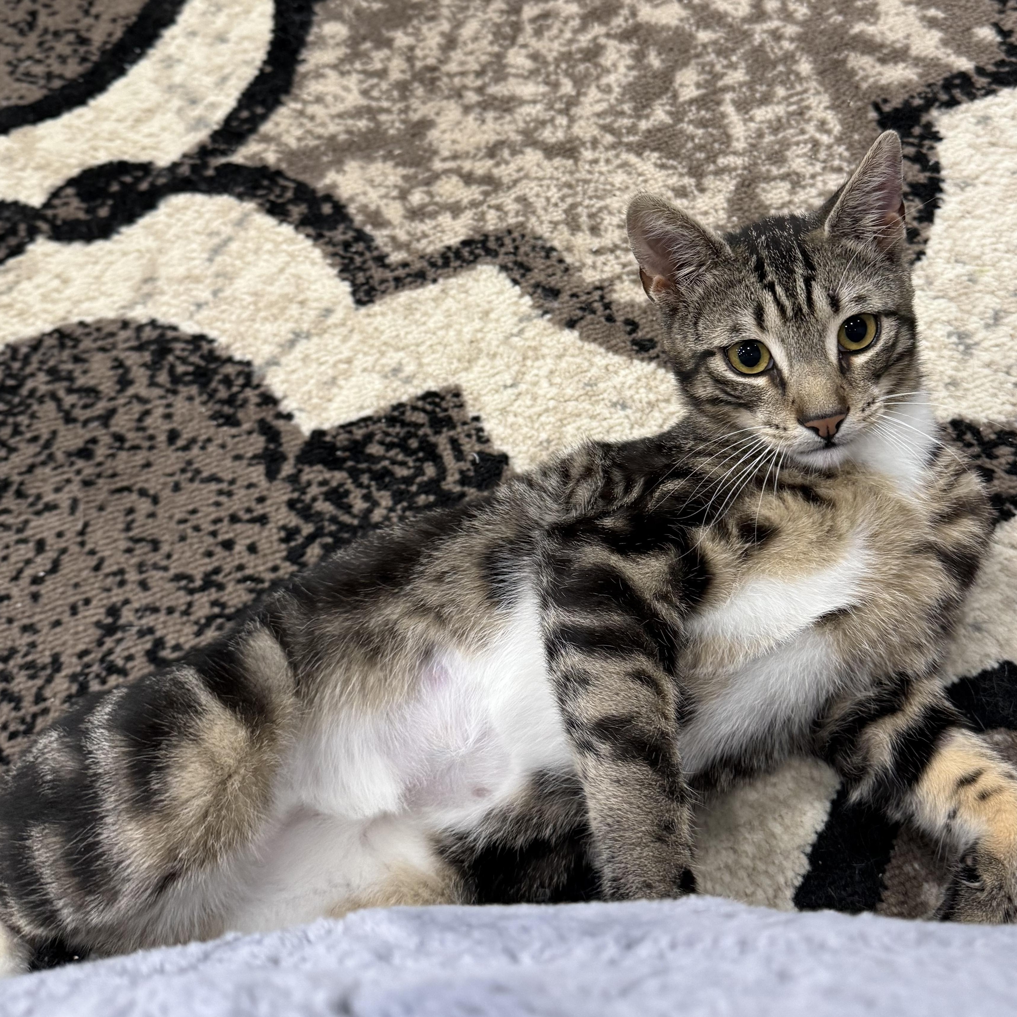 Enlarge Tygra, a ADOPTABLE Domestic Short Hair in South Ozone Park, NY image 3/6