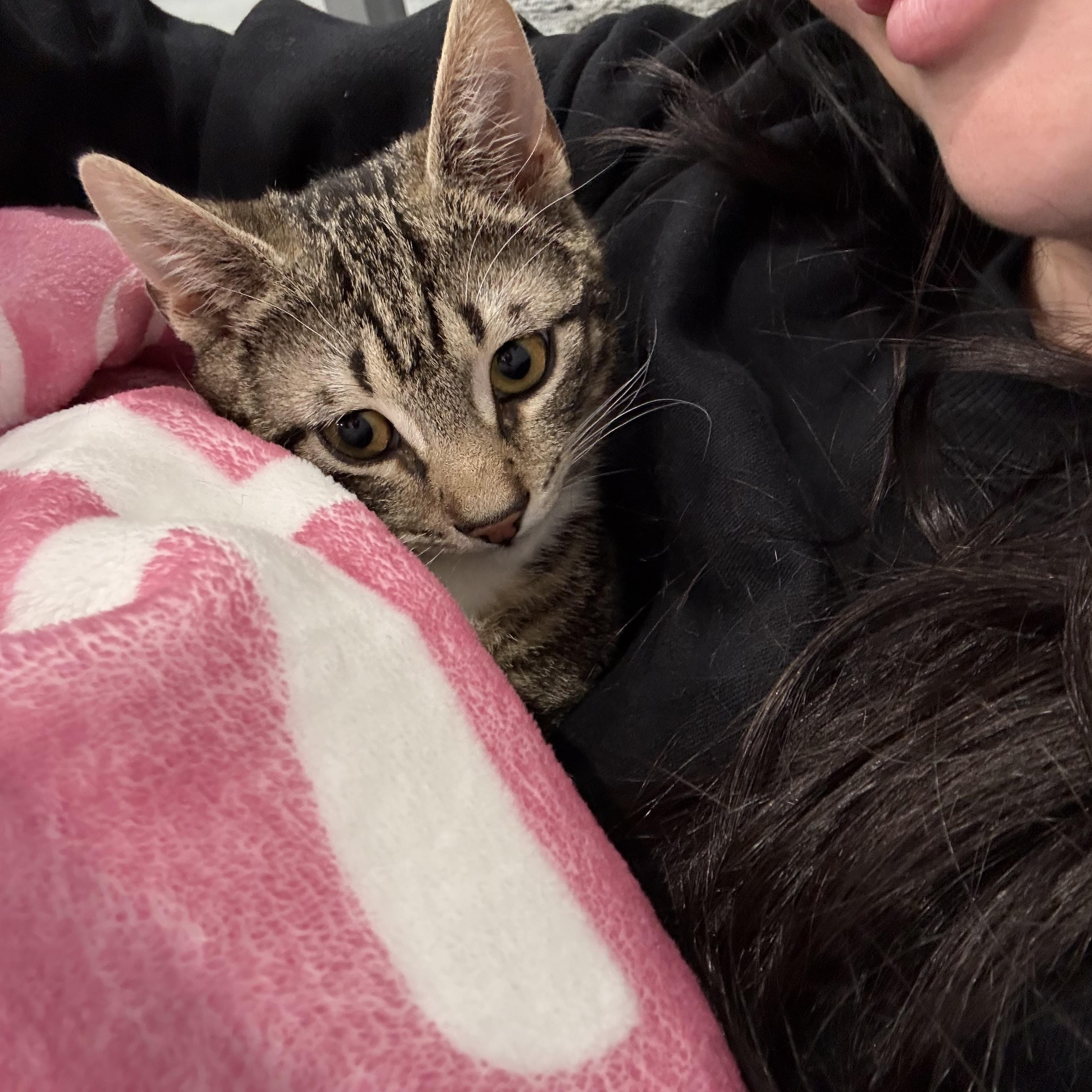 Enlarge Tygra, a ADOPTABLE Domestic Short Hair in South Ozone Park, NY image 4/4