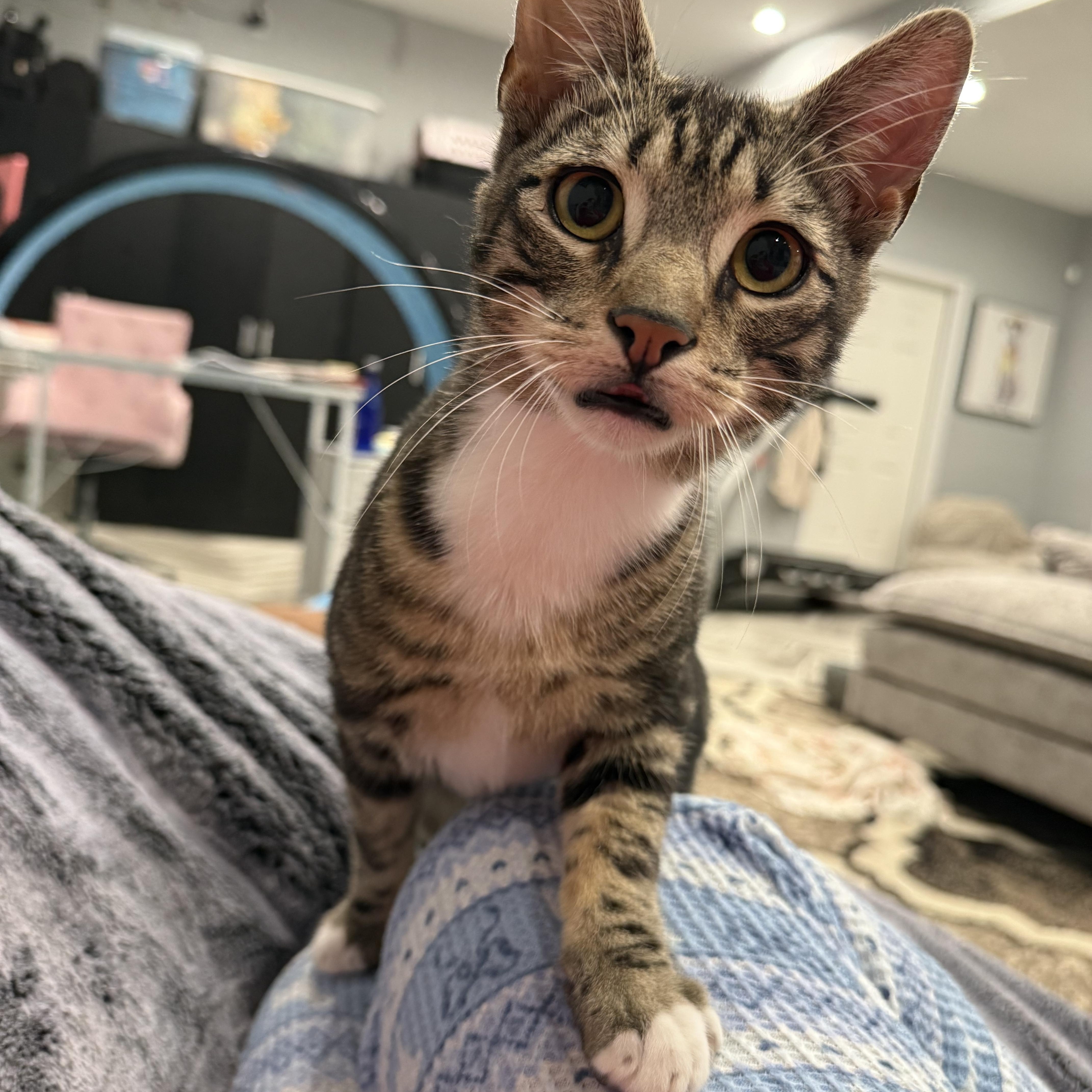 Tygra, ADOPTABLE, Young Male Domestic Short Hair.