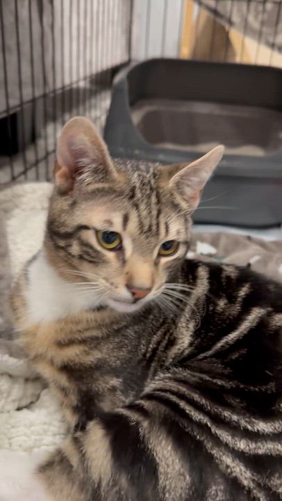 Enlarge Tygra, a ADOPTABLE Domestic Short Hair in South Ozone Park, NY video 2/4