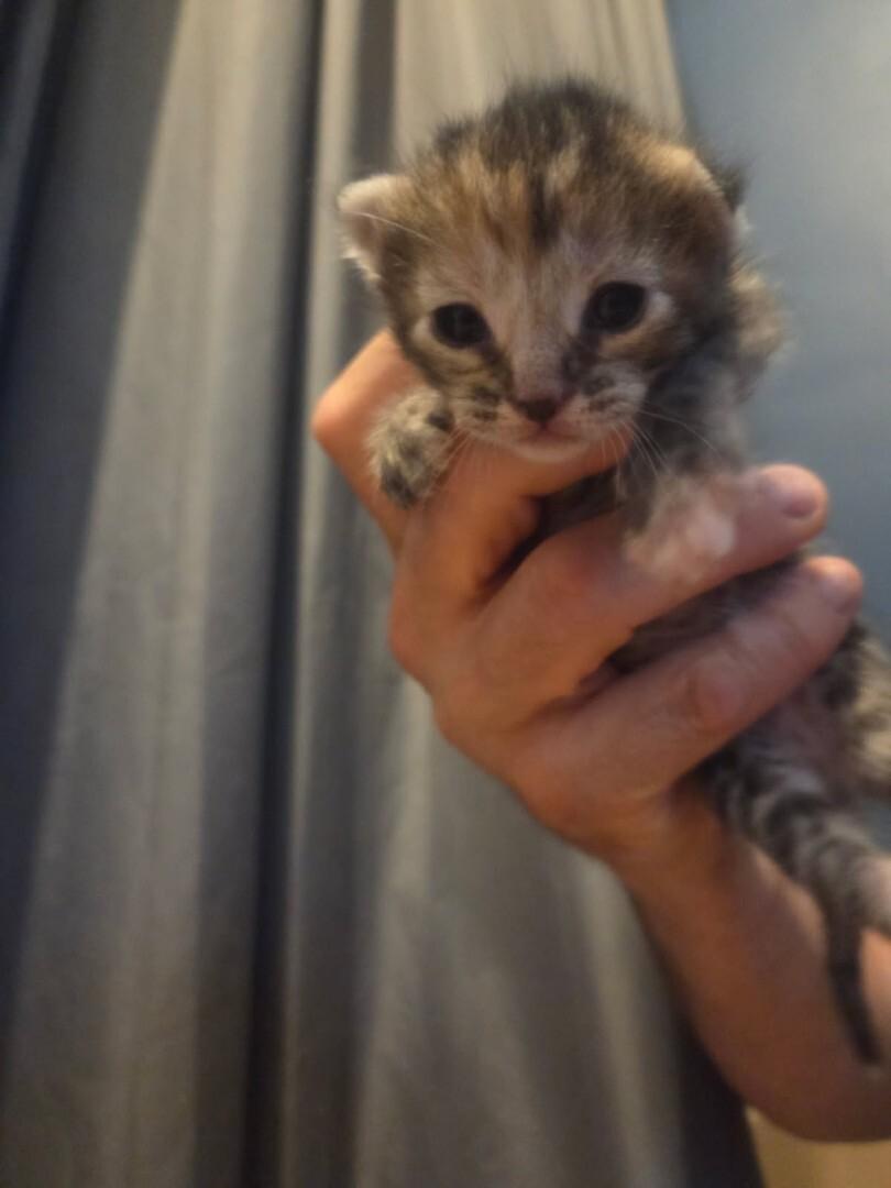 Lilly, a ADOPTABLE Domestic Short Hair in Saint Charles, MO image 2/2