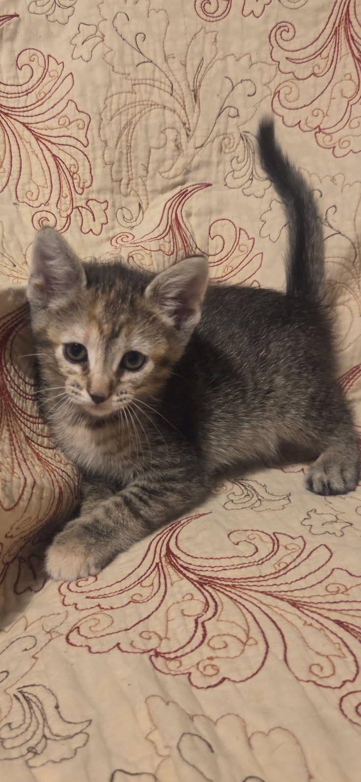 Lilly, ADOPTABLE, Young Female Domestic Short Hair.