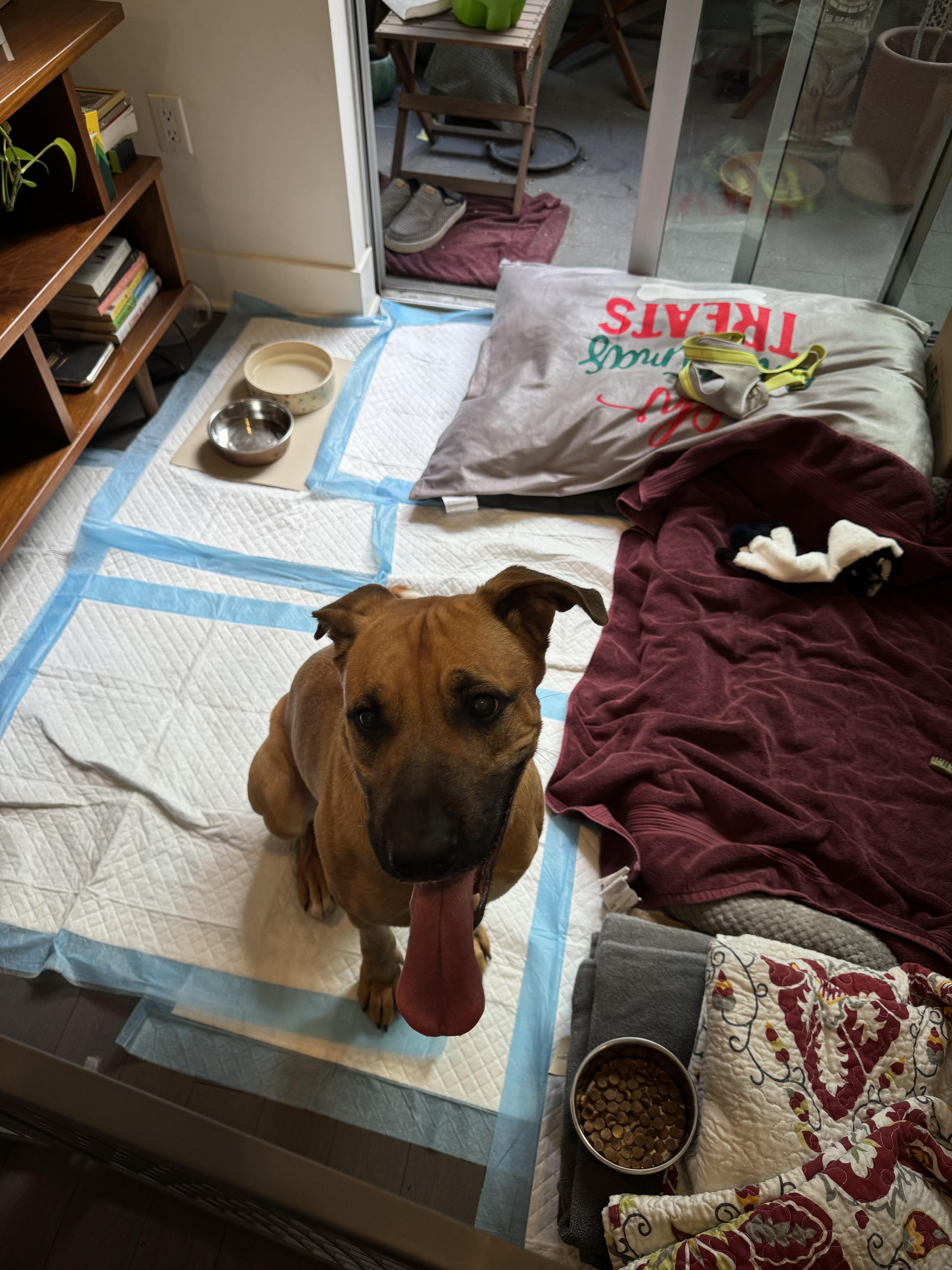 Chase, Adoptable, Adult Male German Shepherd Dog.