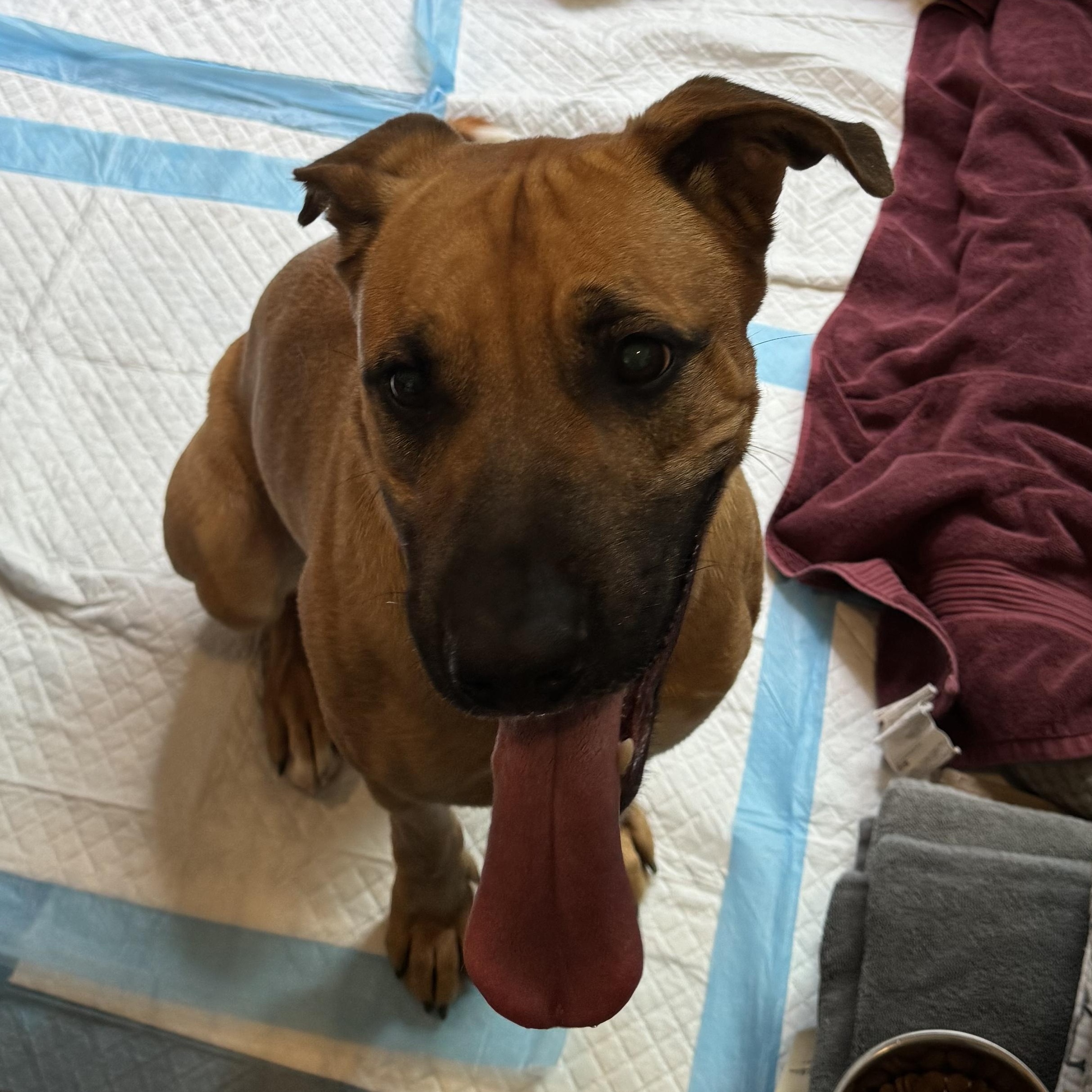 Enlarge Chase, a Adoptable German Shepherd Dog in Agua Dulce, CA image 1/1