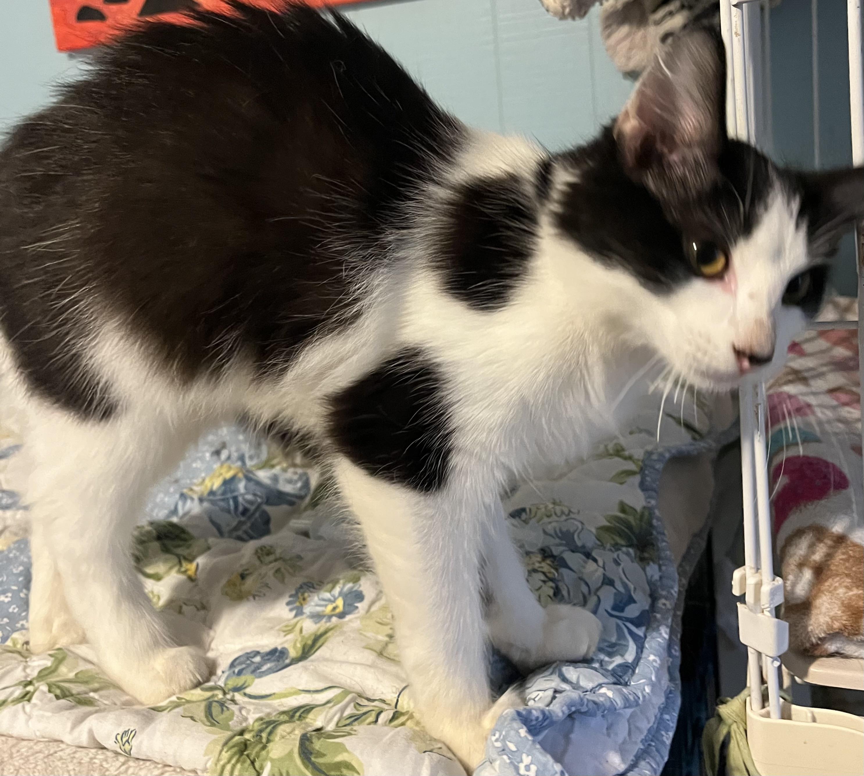 Enlarge May, a Adoptable Domestic Medium Hair in Moline, IL image 1/6