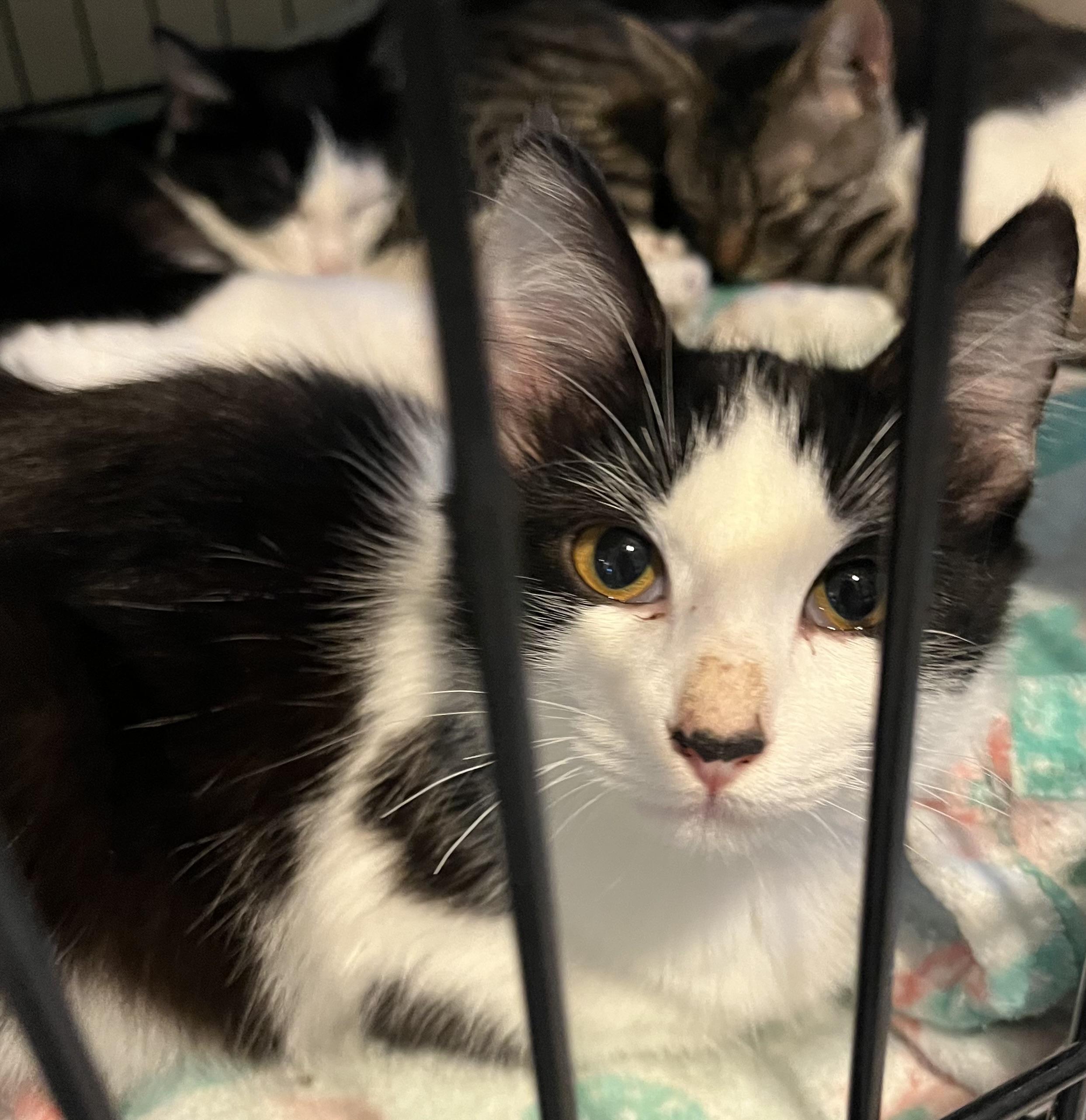 Enlarge May, a Adoptable Domestic Medium Hair in Moline, IL image 5/6