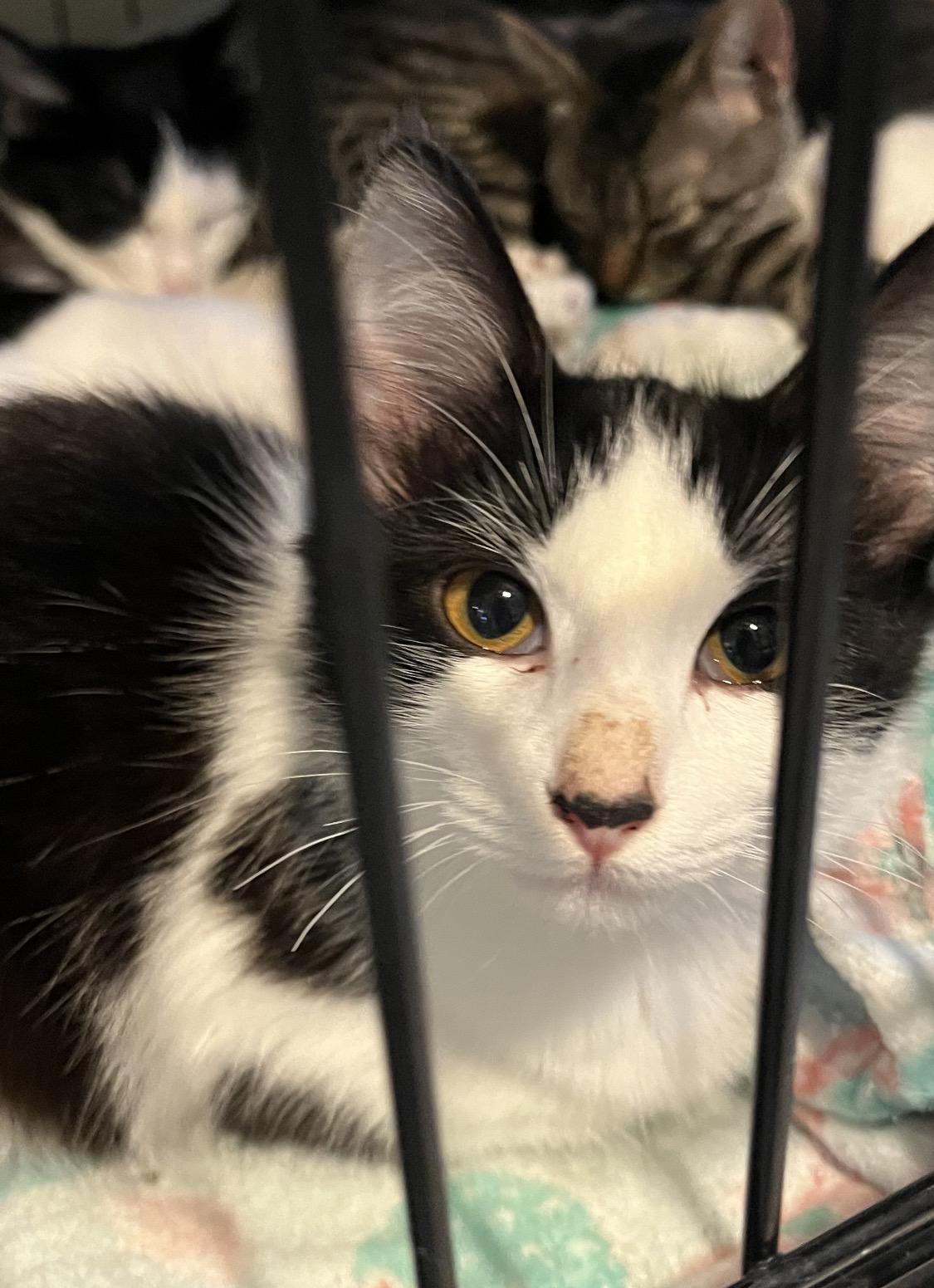 Enlarge May, a Adoptable Domestic Medium Hair in Moline, IL image 4/6