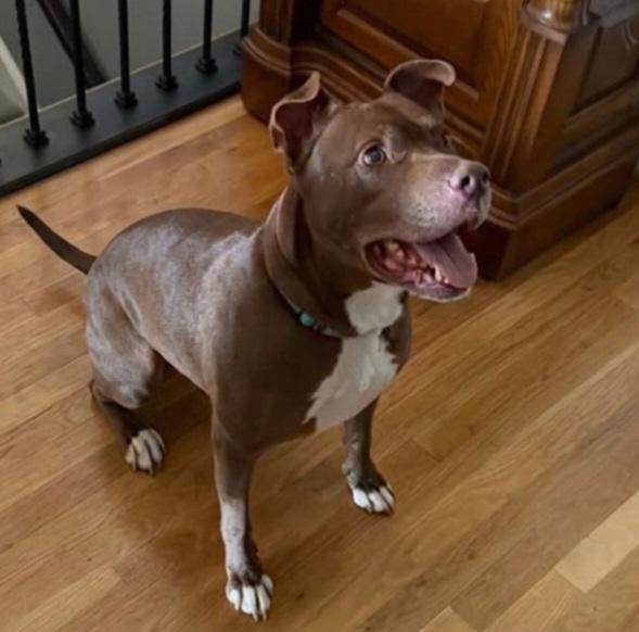 Lucky, a Adoptable mixed breed in Roswell, GA image 3/6